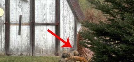 男子在他的小木屋裡面找到一整群的小紅狐狸