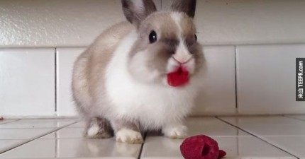 口紅兔子吃覆盆子