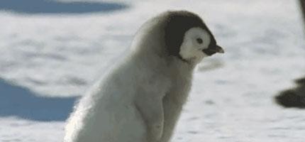 17隻可愛到不行的小企鵝