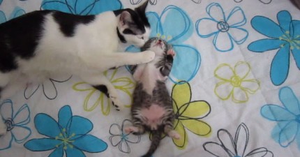 貓媽媽安撫她的孩子