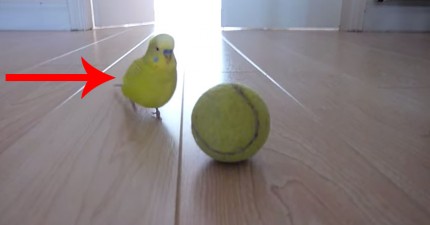 鸚鵡可以在球上面平衡